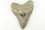 Exceptional, 5.37" Fossil Megalodon Tooth - Aurora, North Carolina - #203563-1